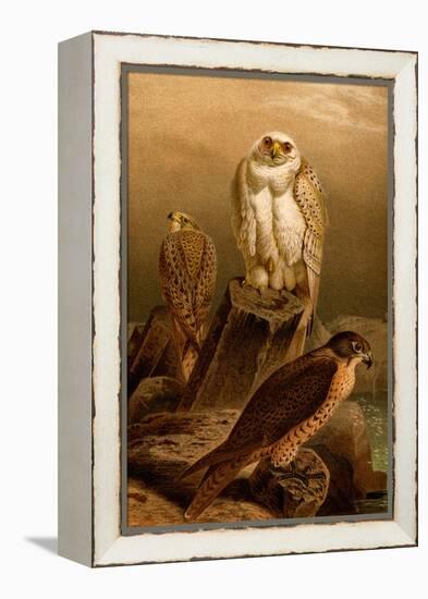 Arctic Falcon-F.W. Kuhnert-Framed Stretched Canvas