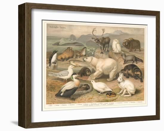 Arctic Fauna-null-Framed Art Print