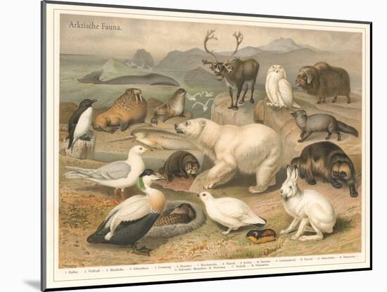 Arctic Fauna-null-Mounted Art Print