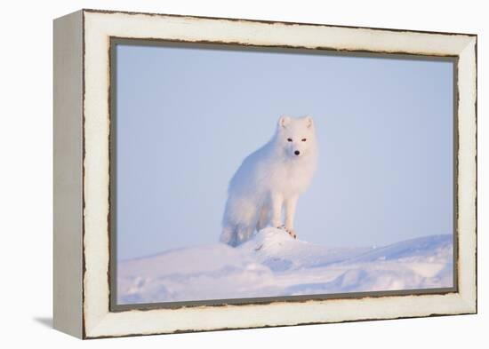 Arctic Fox Adult Pauses on a Snow Bank, ANWR, Alaska, USA-Steve Kazlowski-Framed Premier Image Canvas