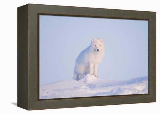Arctic Fox Adult Pauses on a Snow Bank, ANWR, Alaska, USA-Steve Kazlowski-Framed Premier Image Canvas