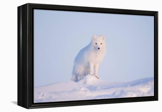 Arctic Fox Adult Pauses on a Snow Bank, ANWR, Alaska, USA-Steve Kazlowski-Framed Premier Image Canvas