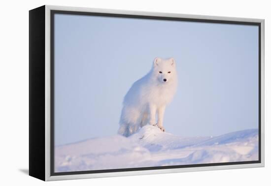 Arctic Fox Adult Pauses on a Snow Bank, ANWR, Alaska, USA-Steve Kazlowski-Framed Premier Image Canvas