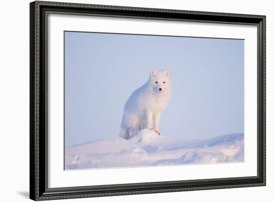 Arctic Fox Adult Pauses on a Snow Bank, ANWR, Alaska, USA-Steve Kazlowski-Framed Photographic Print