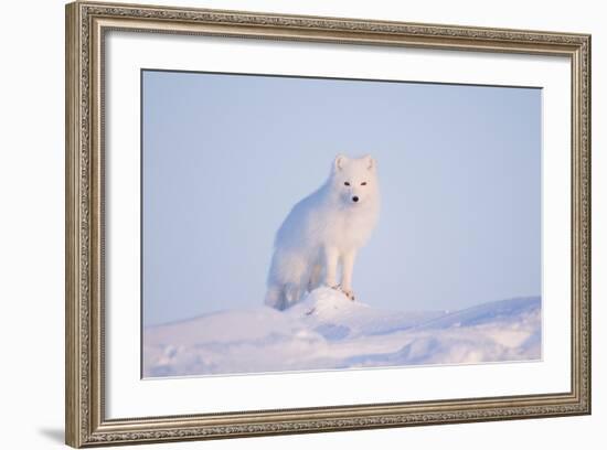 Arctic Fox Adult Pauses on a Snow Bank, ANWR, Alaska, USA-Steve Kazlowski-Framed Photographic Print