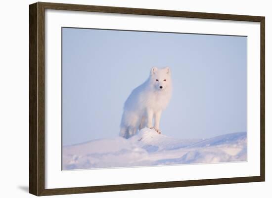 Arctic Fox Adult Pauses on a Snow Bank, ANWR, Alaska, USA-Steve Kazlowski-Framed Photographic Print