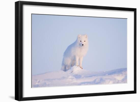 Arctic Fox Adult Pauses on a Snow Bank, ANWR, Alaska, USA-Steve Kazlowski-Framed Photographic Print