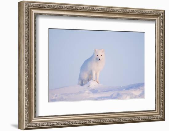 Arctic Fox Adult Pauses on a Snow Bank, ANWR, Alaska, USA-Steve Kazlowski-Framed Photographic Print