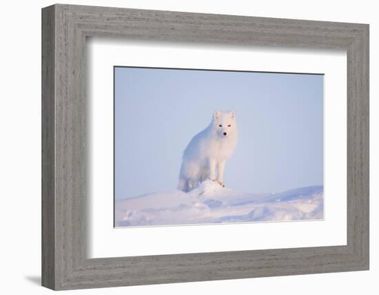 Arctic Fox Adult Pauses on a Snow Bank, ANWR, Alaska, USA-Steve Kazlowski-Framed Photographic Print