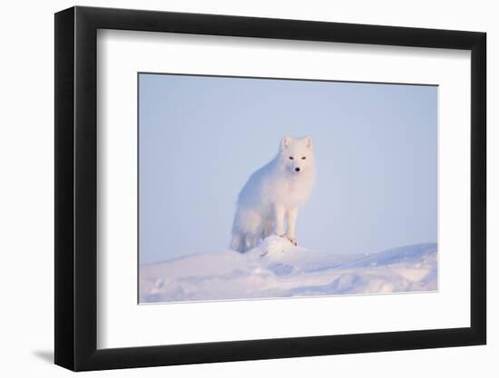 Arctic Fox Adult Pauses on a Snow Bank, ANWR, Alaska, USA-Steve Kazlowski-Framed Photographic Print