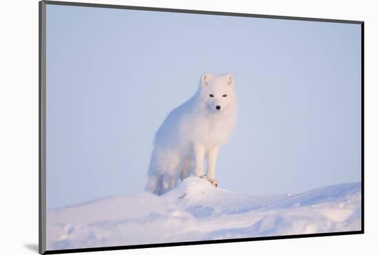 Arctic Fox Adult Pauses on a Snow Bank, ANWR, Alaska, USA-Steve Kazlowski-Mounted Photographic Print