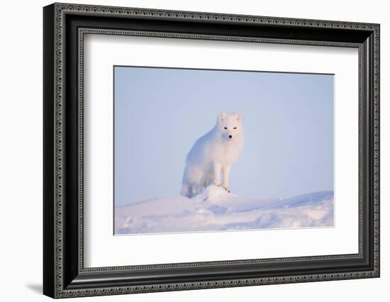 Arctic Fox Adult Pauses on a Snow Bank, ANWR, Alaska, USA-Steve Kazlowski-Framed Photographic Print