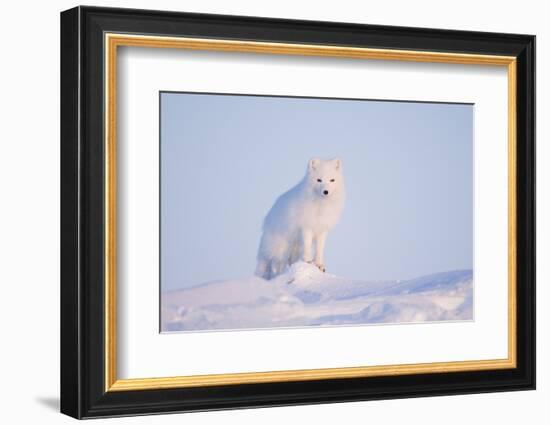 Arctic Fox Adult Pauses on a Snow Bank, ANWR, Alaska, USA-Steve Kazlowski-Framed Photographic Print