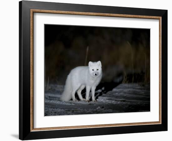 Arctic Fox, Alopex Lagopus, Churchill, Manitoba, Canada-Thorsten Milse-Framed Photographic Print