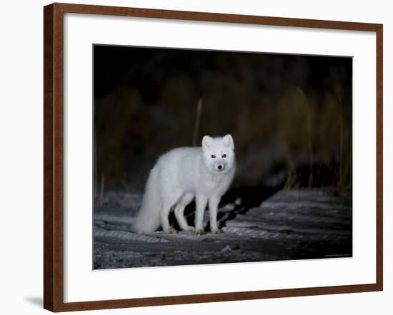 Arctic Fox, Alopex Lagopus, Churchill, Manitoba, Canada-Thorsten Milse-Framed Photographic Print