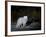 Arctic Fox, Alopex Lagopus, Churchill, Manitoba, Canada-Thorsten Milse-Framed Photographic Print