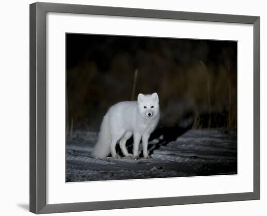 Arctic Fox, Alopex Lagopus, Churchill, Manitoba, Canada-Thorsten Milse-Framed Photographic Print