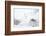 Arctic fox (Alopex lagopus) in snow, Churchill, Canada-Konrad Wothe-Framed Photographic Print