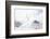 Arctic fox (Alopex lagopus) in snow, Churchill, Canada-Konrad Wothe-Framed Photographic Print