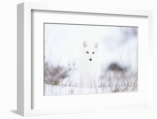 Arctic fox (Alopex lagopus) in snow, Churchill, Canada-Konrad Wothe-Framed Photographic Print