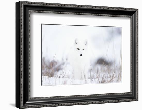 Arctic fox (Alopex lagopus) in snow, Churchill, Canada-Konrad Wothe-Framed Photographic Print