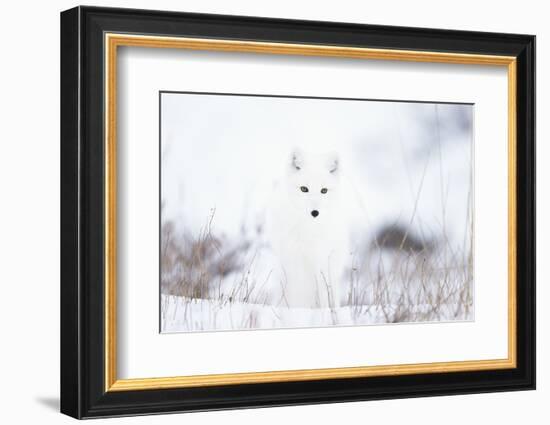 Arctic fox (Alopex lagopus) in snow, Churchill, Canada-Konrad Wothe-Framed Photographic Print