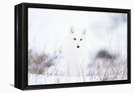 Arctic fox (Alopex lagopus) in snow, Churchill, Canada-Konrad Wothe-Framed Premier Image Canvas