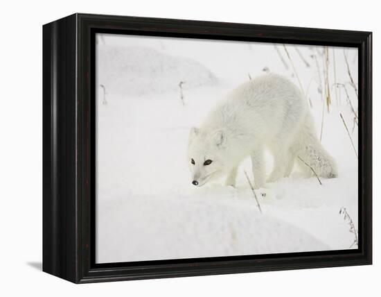 Arctic Fox (Alopex Lagopus) in Snow, Churchill, Manitoba, Canada, North America-James Hager-Framed Premier Image Canvas