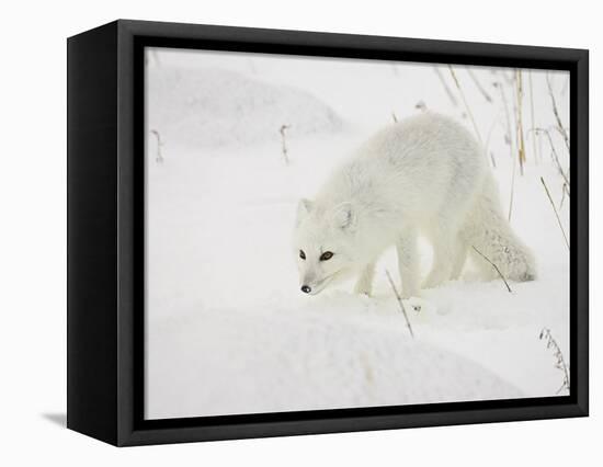 Arctic Fox (Alopex Lagopus) in Snow, Churchill, Manitoba, Canada, North America-James Hager-Framed Premier Image Canvas