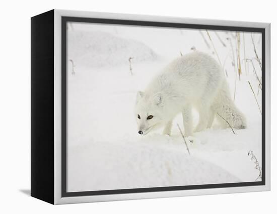 Arctic Fox (Alopex Lagopus) in Snow, Churchill, Manitoba, Canada, North America-James Hager-Framed Premier Image Canvas