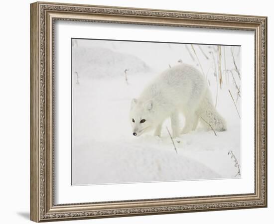 Arctic Fox (Alopex Lagopus) in Snow, Churchill, Manitoba, Canada, North America-James Hager-Framed Photographic Print