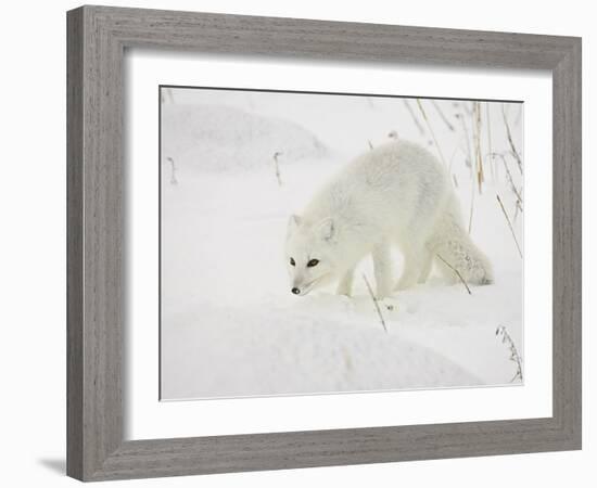 Arctic Fox (Alopex Lagopus) in Snow, Churchill, Manitoba, Canada, North America-James Hager-Framed Photographic Print