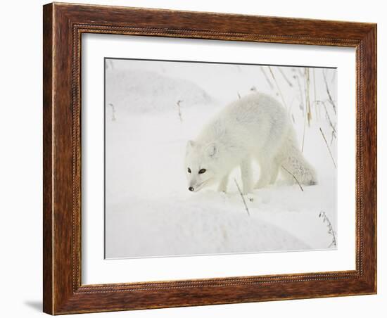 Arctic Fox (Alopex Lagopus) in Snow, Churchill, Manitoba, Canada, North America-James Hager-Framed Photographic Print