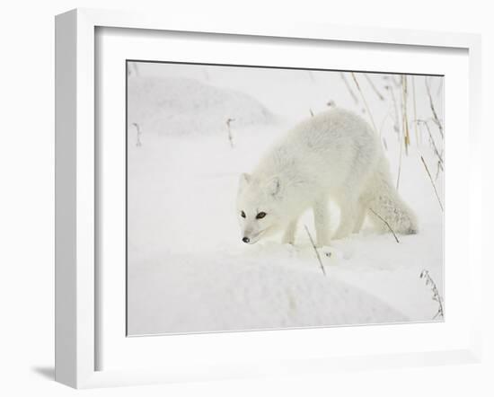 Arctic Fox (Alopex Lagopus) in Snow, Churchill, Manitoba, Canada, North America-James Hager-Framed Photographic Print