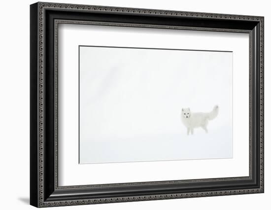 Arctic fox (Alopex lagopus) in snow. Svalbard, Norway. April-Danny Green-Framed Photographic Print