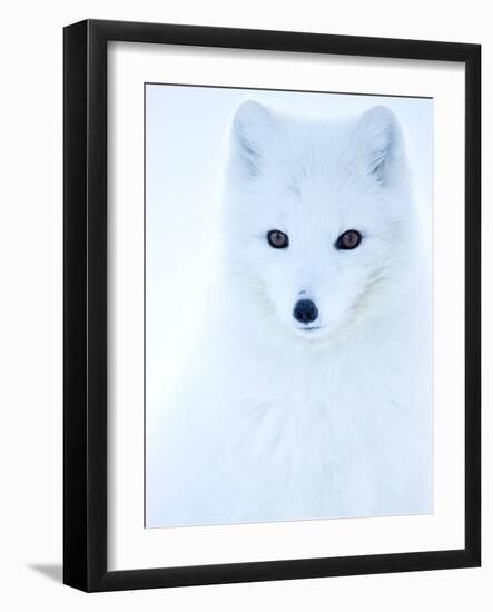 Arctic fox (Alopex lagopus), in winter coat portrait, Svalbard, Norway, April.-Danny Green-Framed Photographic Print