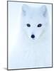 Arctic fox (Alopex lagopus), in winter coat portrait, Svalbard, Norway, April.-Danny Green-Mounted Photographic Print