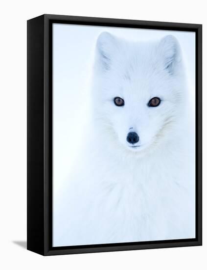 Arctic fox (Alopex lagopus), in winter coat portrait, Svalbard, Norway, April.-Danny Green-Framed Premier Image Canvas