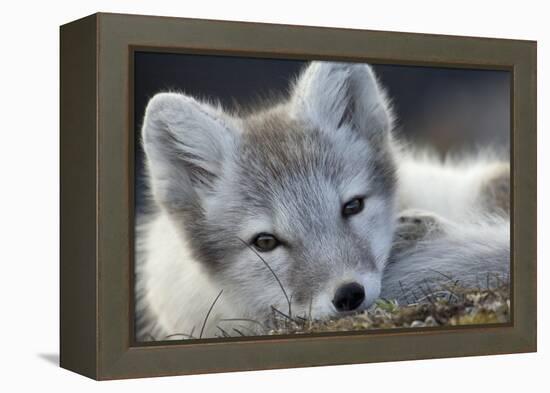 Arctic Fox (Alopex Lagopus) Portrait, Trygghamna, Svalbard, Norway, July-de la-Framed Premier Image Canvas