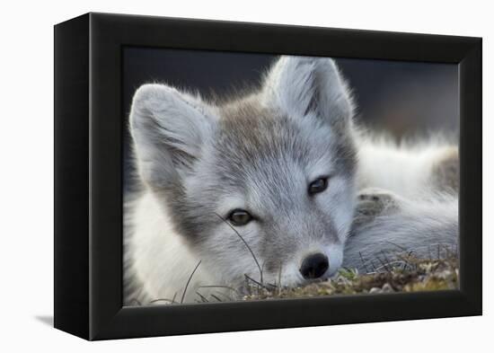 Arctic Fox (Alopex Lagopus) Portrait, Trygghamna, Svalbard, Norway, July-de la-Framed Premier Image Canvas