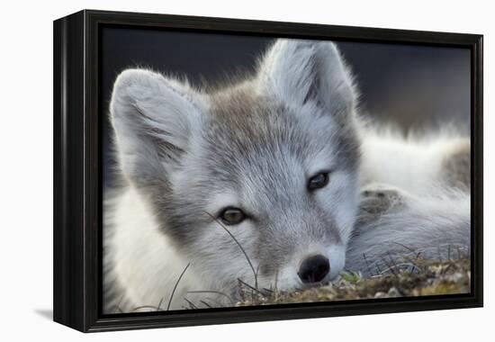 Arctic Fox (Alopex Lagopus) Portrait, Trygghamna, Svalbard, Norway, July-de la-Framed Premier Image Canvas