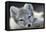 Arctic Fox (Alopex Lagopus) Portrait, Trygghamna, Svalbard, Norway, July-de la-Framed Premier Image Canvas