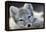 Arctic Fox (Alopex Lagopus) Portrait, Trygghamna, Svalbard, Norway, July-de la-Framed Premier Image Canvas