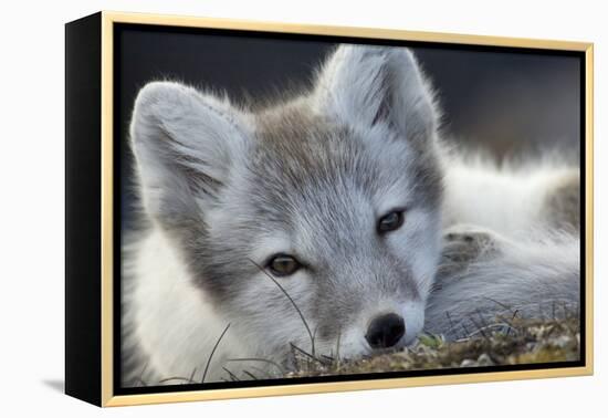 Arctic Fox (Alopex Lagopus) Portrait, Trygghamna, Svalbard, Norway, July-de la-Framed Premier Image Canvas