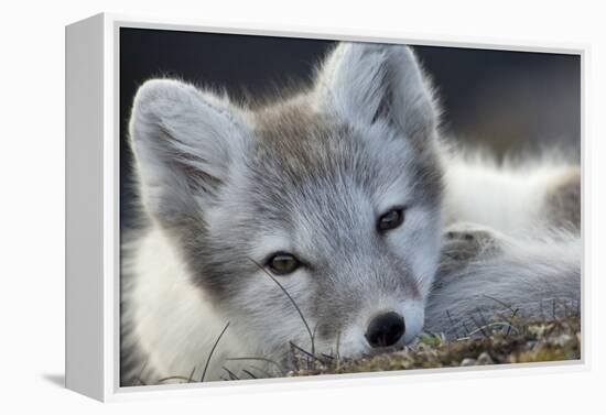 Arctic Fox (Alopex Lagopus) Portrait, Trygghamna, Svalbard, Norway, July-de la-Framed Premier Image Canvas