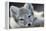 Arctic Fox (Alopex Lagopus) Portrait, Trygghamna, Svalbard, Norway, July-de la-Framed Premier Image Canvas