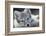 Arctic Fox (Alopex Lagopus) Portrait, Trygghamna, Svalbard, Norway, July-de la-Framed Photographic Print