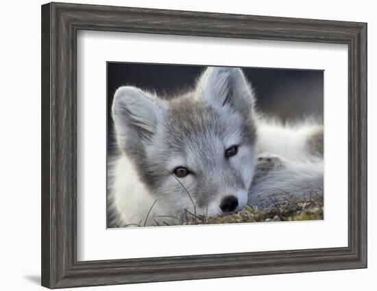 Arctic Fox (Alopex Lagopus) Portrait, Trygghamna, Svalbard, Norway, July-de la-Framed Photographic Print