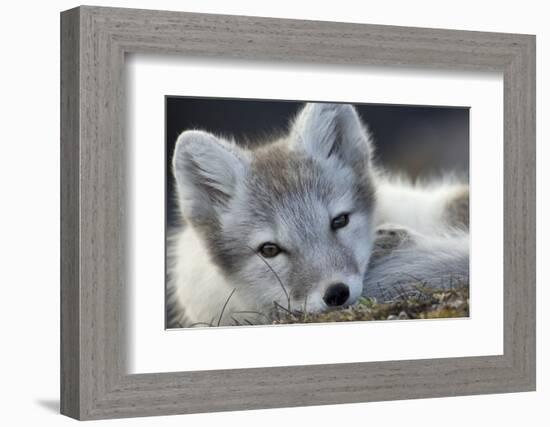 Arctic Fox (Alopex Lagopus) Portrait, Trygghamna, Svalbard, Norway, July-de la-Framed Photographic Print