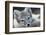 Arctic Fox (Alopex Lagopus) Portrait, Trygghamna, Svalbard, Norway, July-de la-Framed Photographic Print